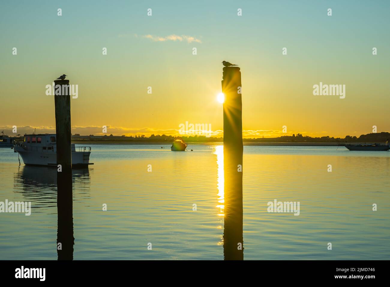 Two old mooring posts in Tauranga harbour with white-fronted tern in silhouette on top back lit by sunrise. Stock Photo