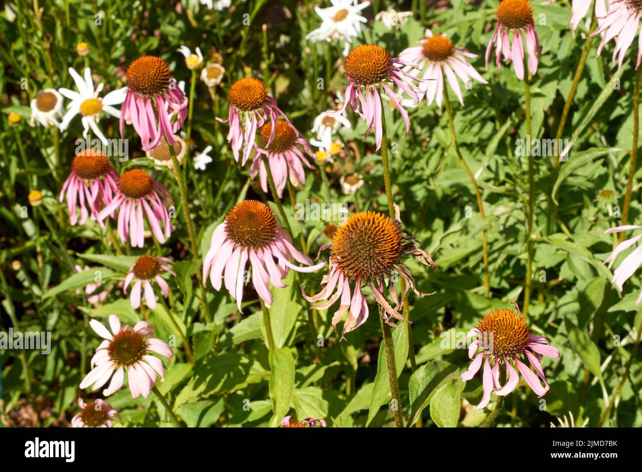 Blooming medicinal herb echinacea purpurea or coneflower, close-up, selective focus in the center of flower Stock Photo