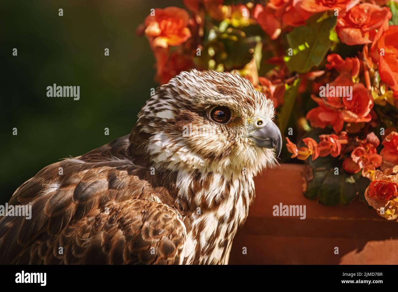Saker falcon (Falco cherrug) Stock Photo