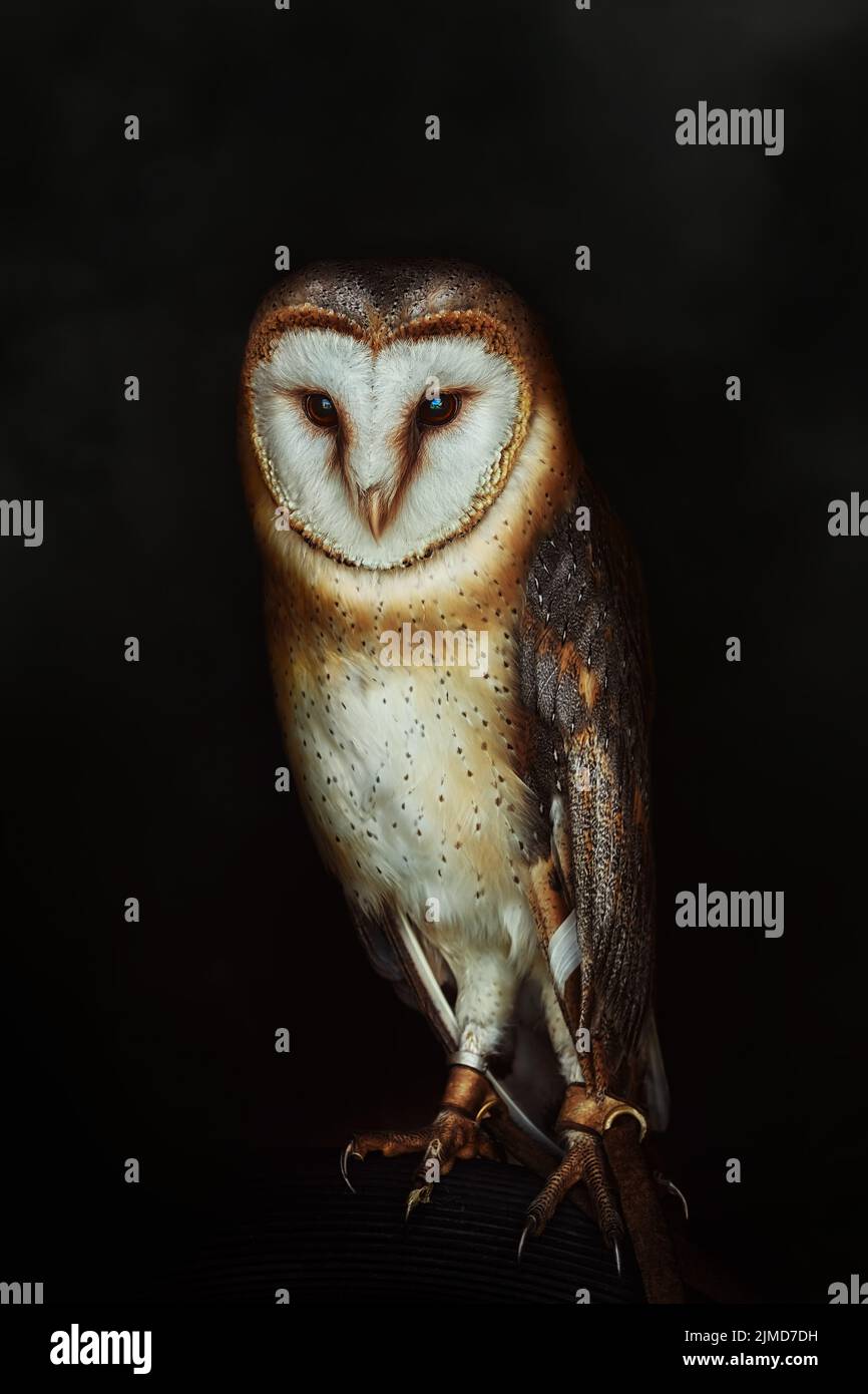 Common barn owl (Tyto alba Stock Photo Alamy