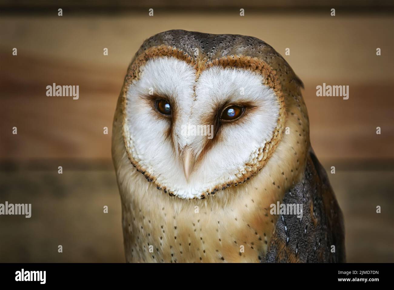 Common barn owl (Tyto alba) Stock Photo
