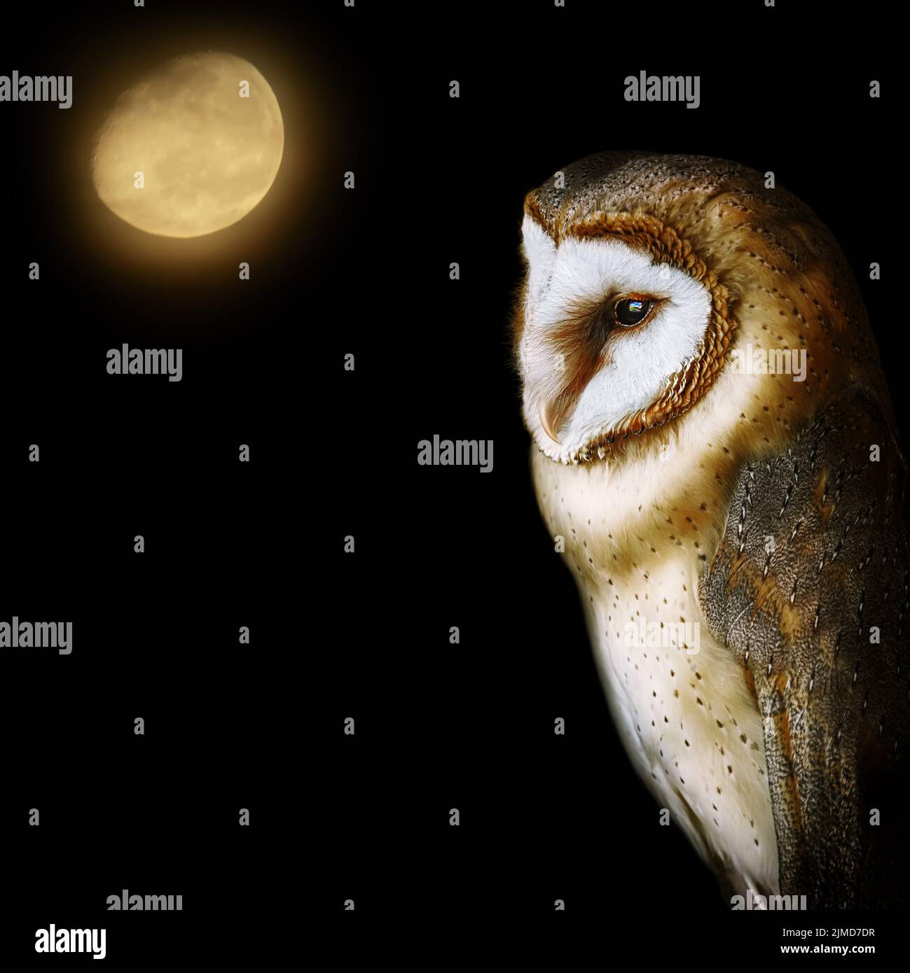 Common barn owl (Tyto alba) Stock Photo