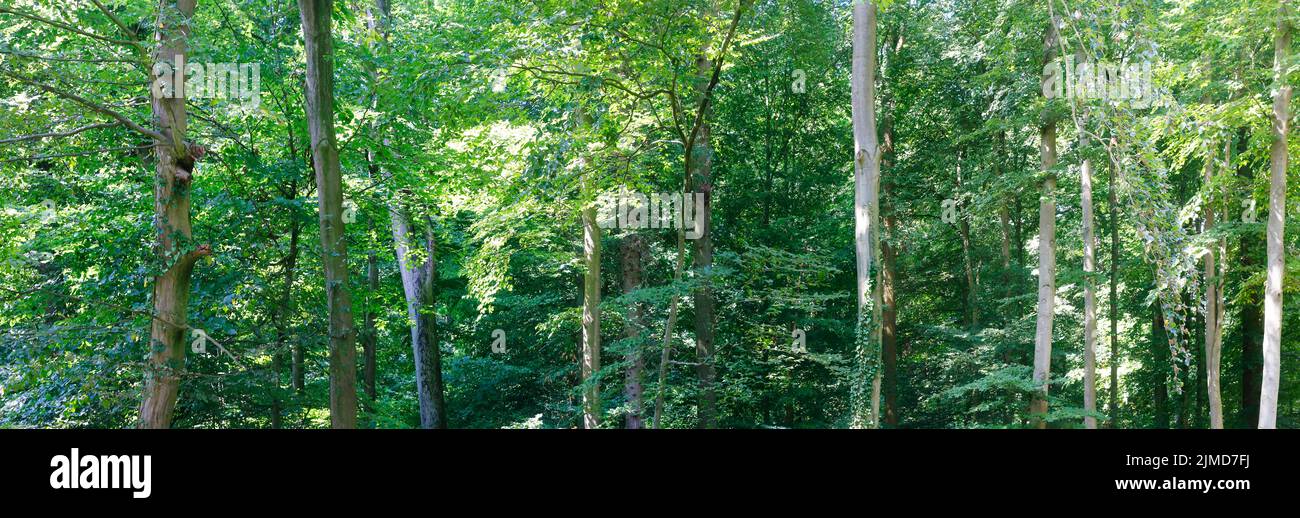 Die Bäume eines sommerlichen Mischwaldes im Panoramaformat. Natur, Ökologie, Lichtung, Sonne. Stock Photo