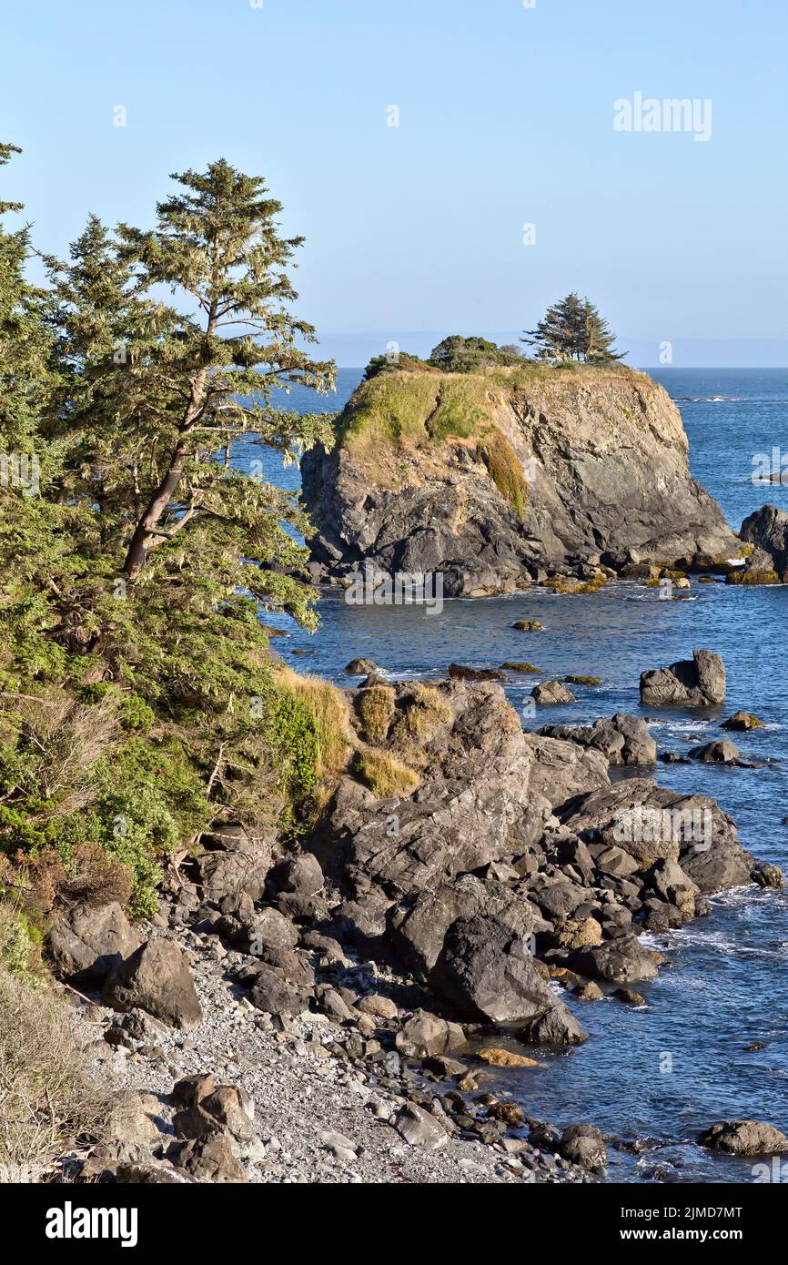 Sitka Spruce 'Picea sitchensis', coniferous, evergreen tree, coastal boulders. Stock Photo