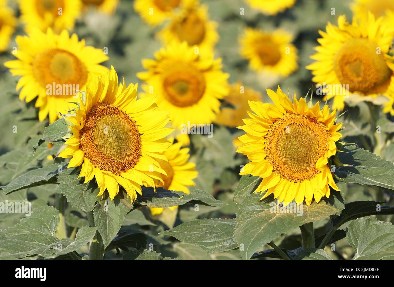 Sunflowers close up Stock Photo