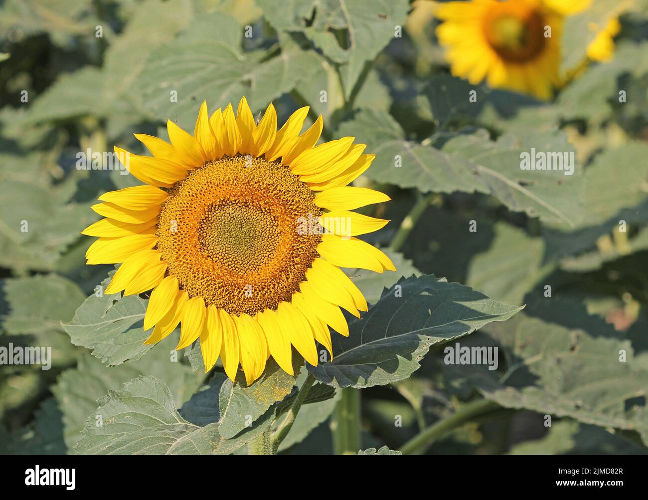 Beauty sunflower hi-res stock photography and images - Alamy