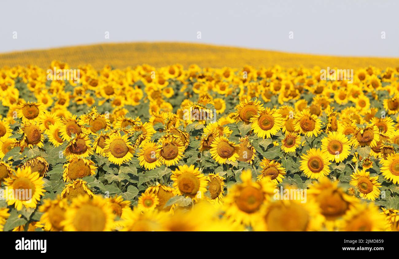 Landscape with sunflowers Stock Photo
