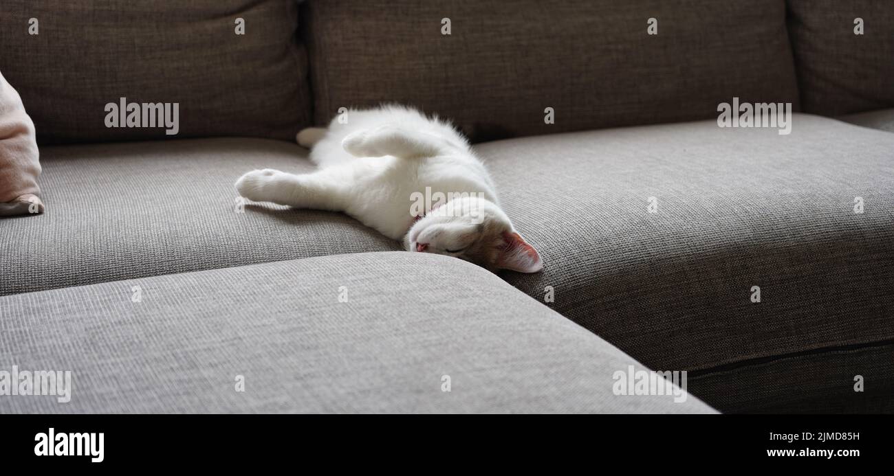 A white cat sleeping on a couch Stock Photo