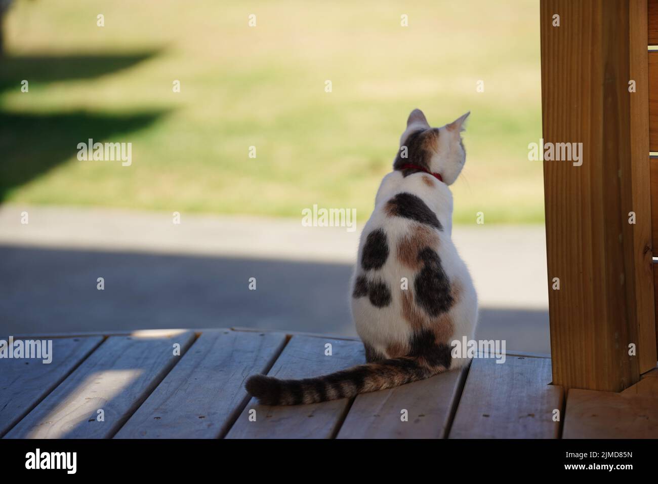 A domestic cat sitting on a deck looking away from the camera Stock ...