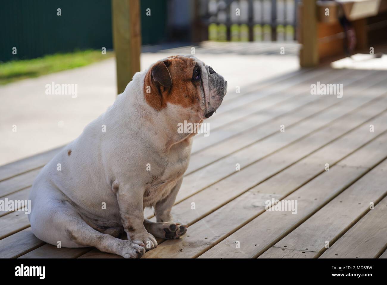 An old english bulldog sitting on a porch Stock Photo