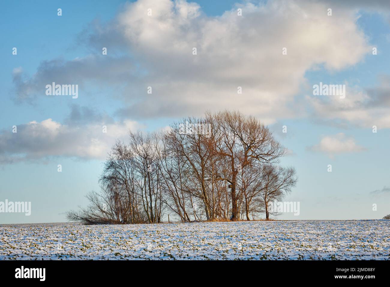 A bare winter tree with a bright blue sky and white clouds behind it on a  sunny winter day Stock Photo - Alamy