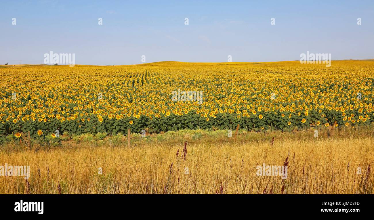 Sunflower field Stock Photo