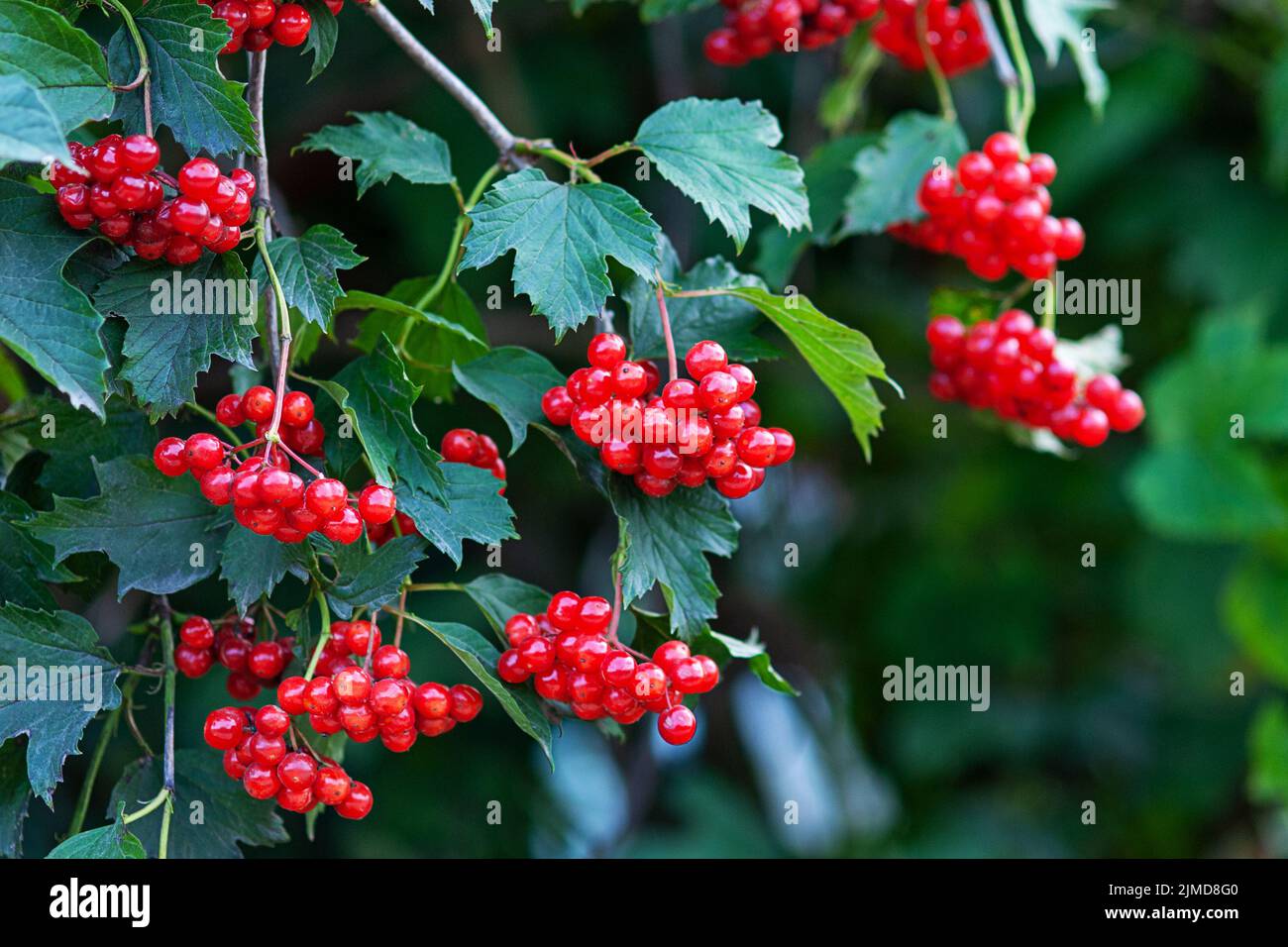 Red viburnum or guelder rose berries on bush (Viburnum opulus) Stock Photo