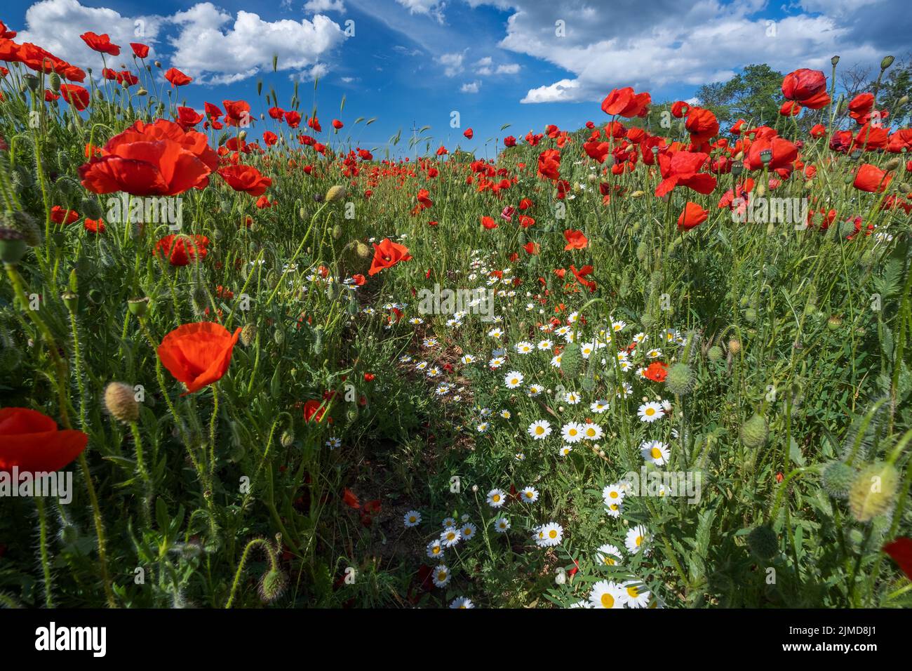 Field of poppy flowers and daisies Stock Photo