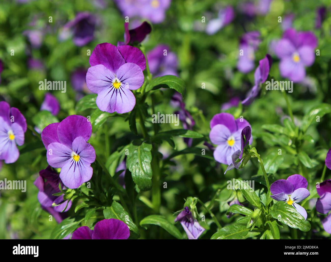 Violet Pansy flowers Stock Photo