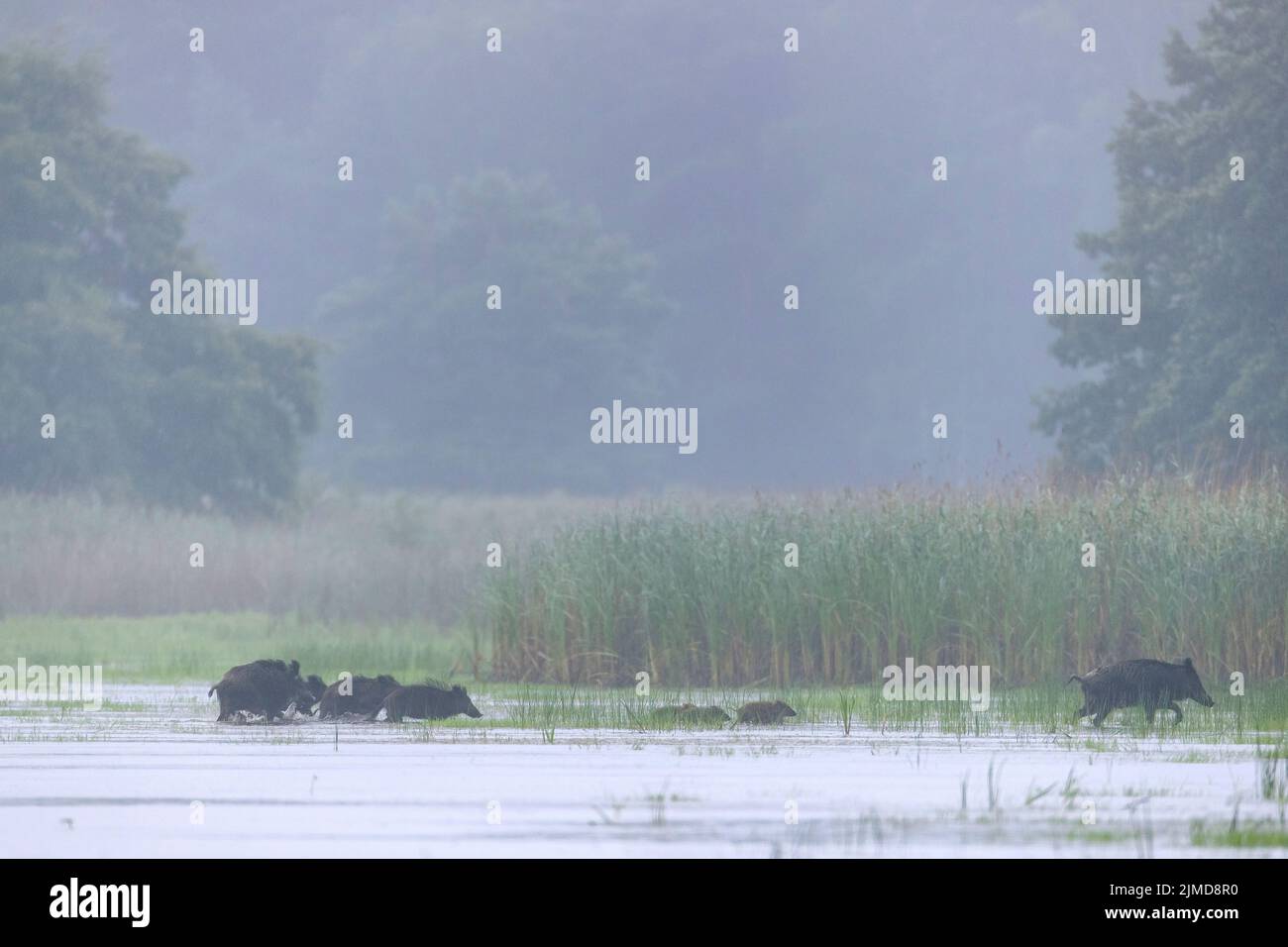Wild Boar sounder crosses a pond Stock Photo