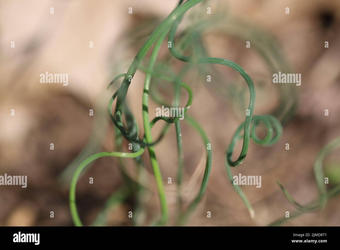 Onion weed or wild hi-res stock photography and images - Alamy