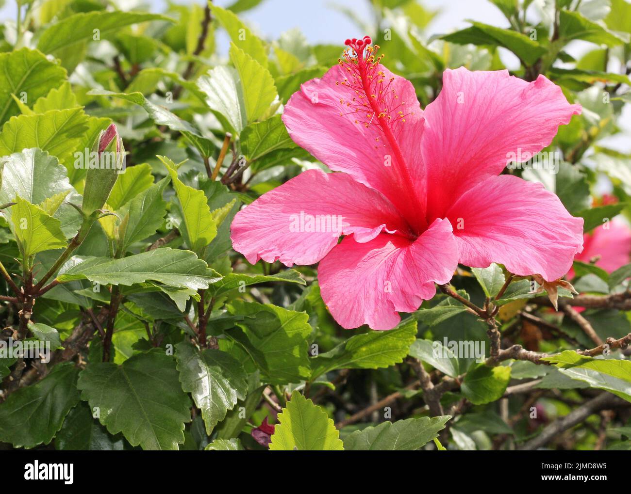 Pink hibiscus flower Stock Photo