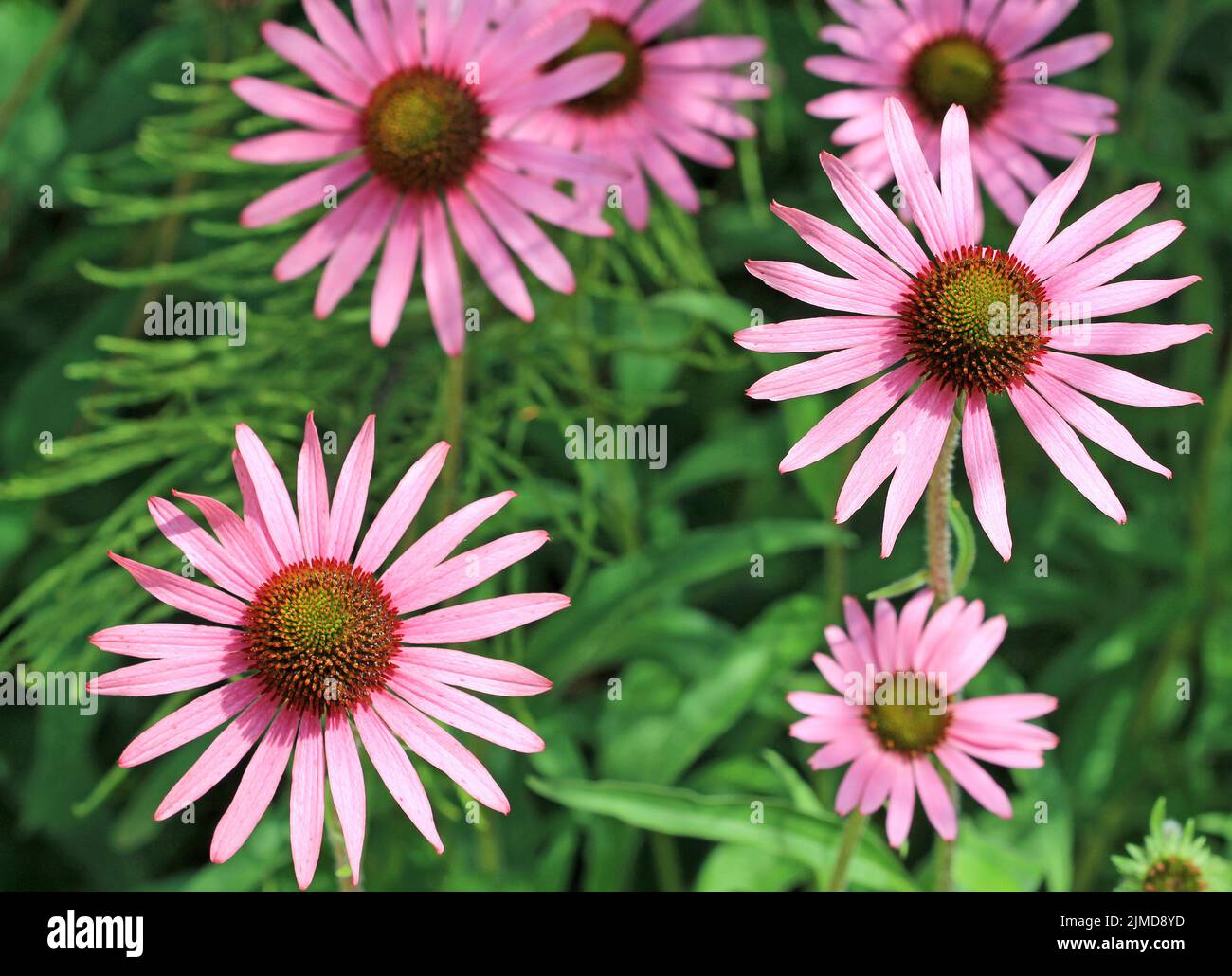 Pink echinacea flowers Stock Photo