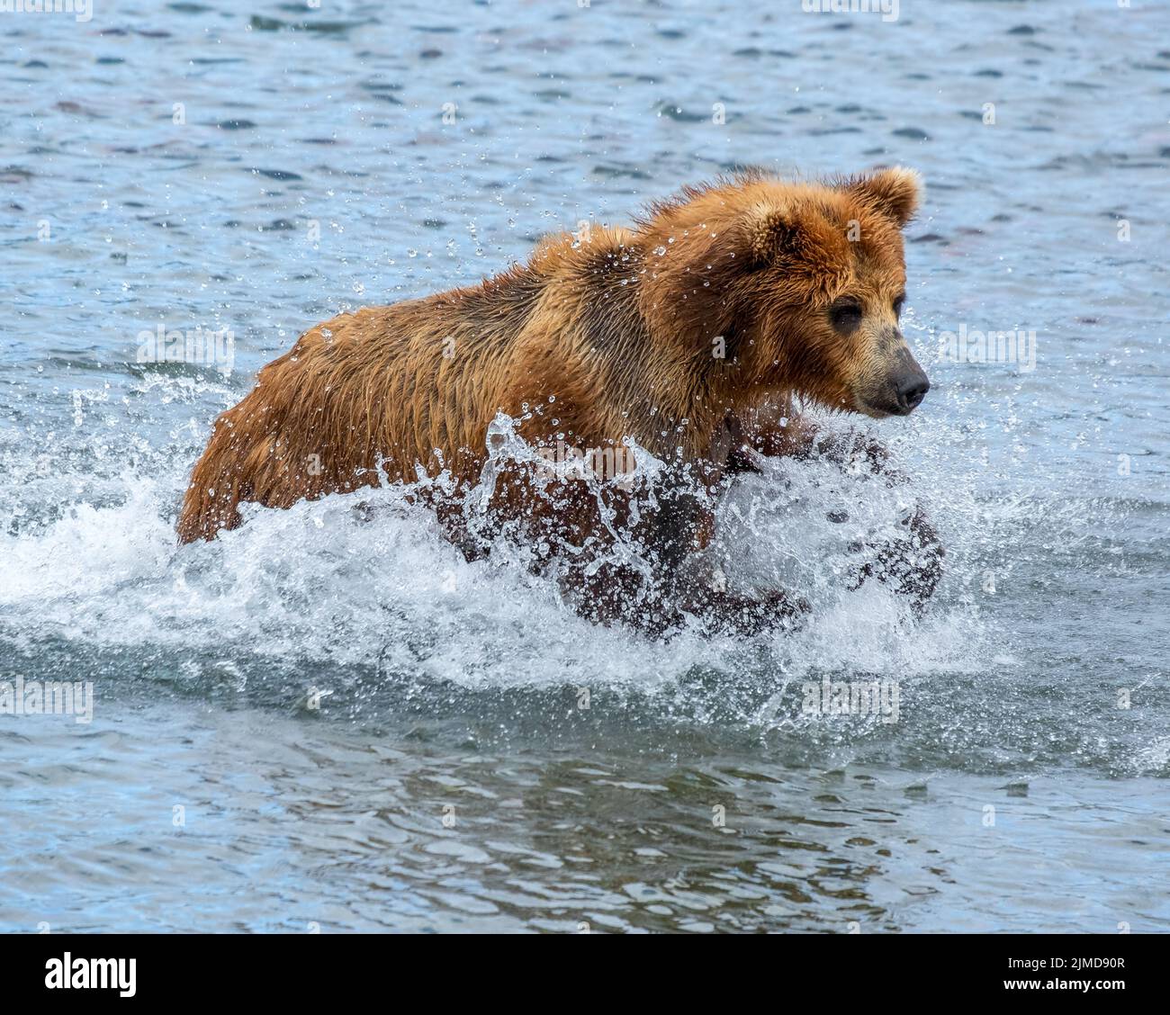 Brown bear hunts for salmon Stock Photo