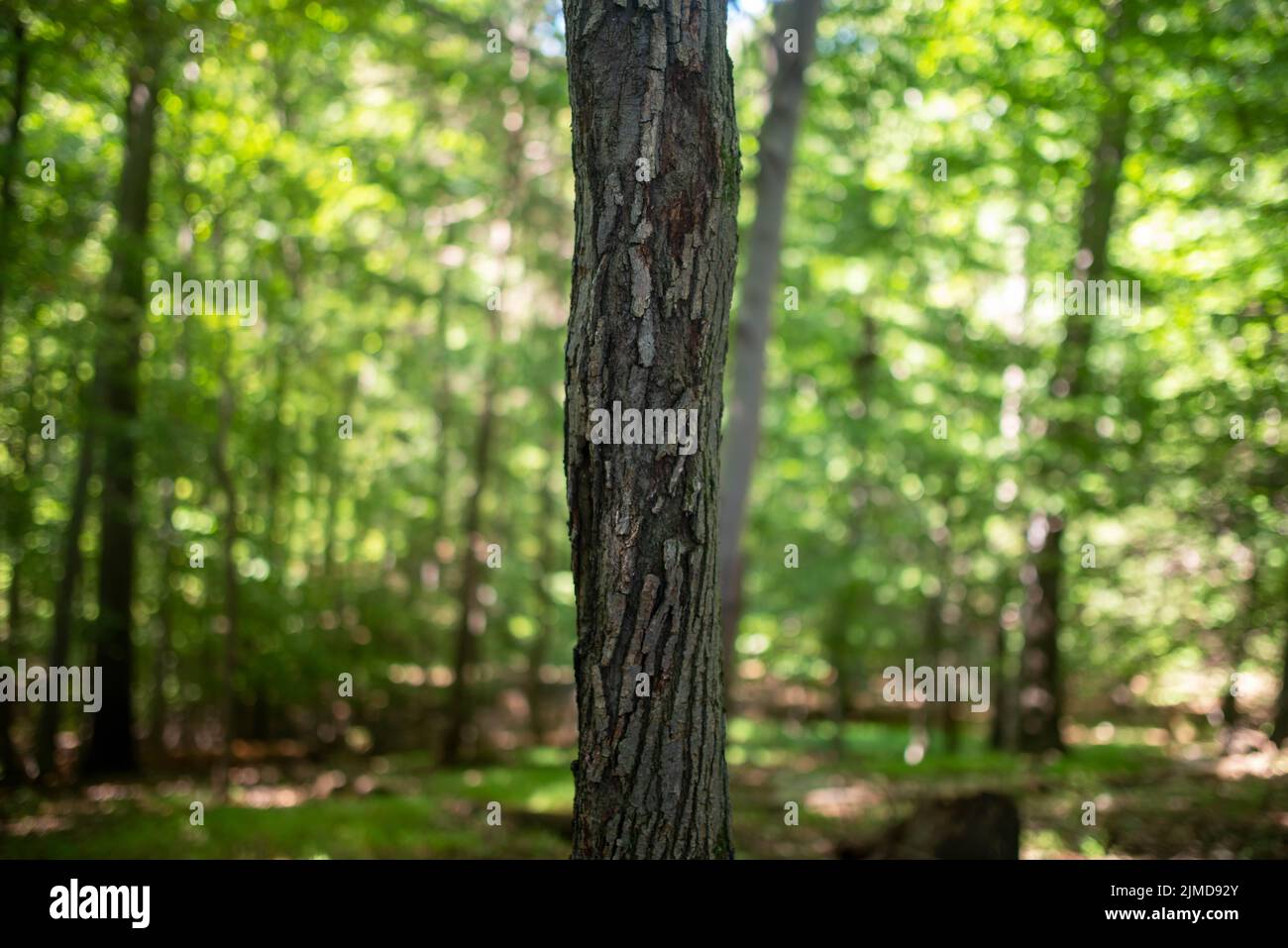 Rough textured tree trunk with idyllic green woodland background. Stock Photo