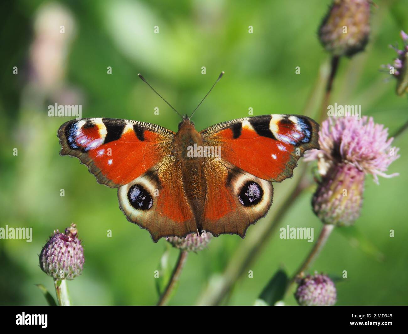 Peacock butterfly (Aglais io) Stock Photo