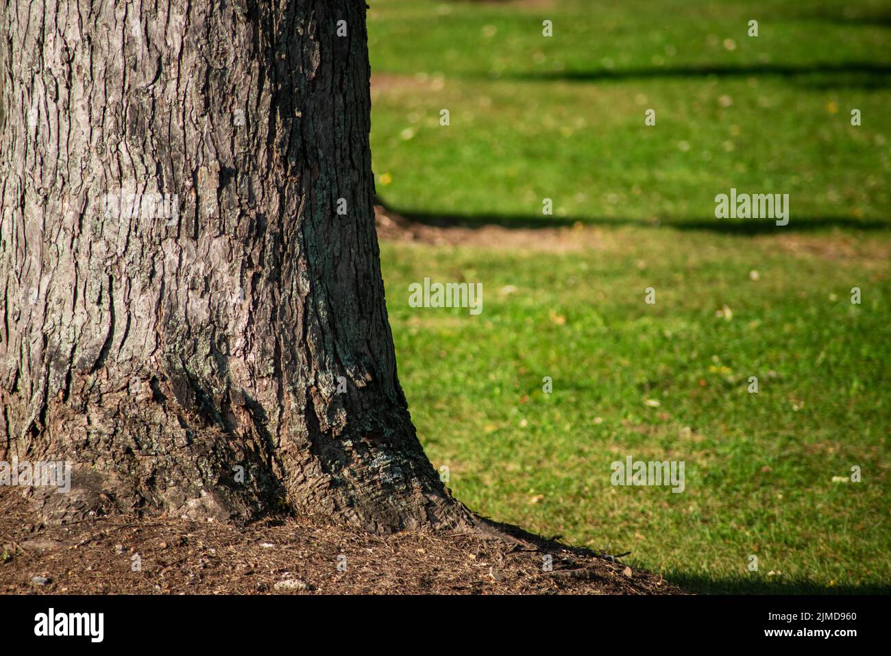 Rough textured tree bark off center in soft green grass. Copy space. Stock Photo