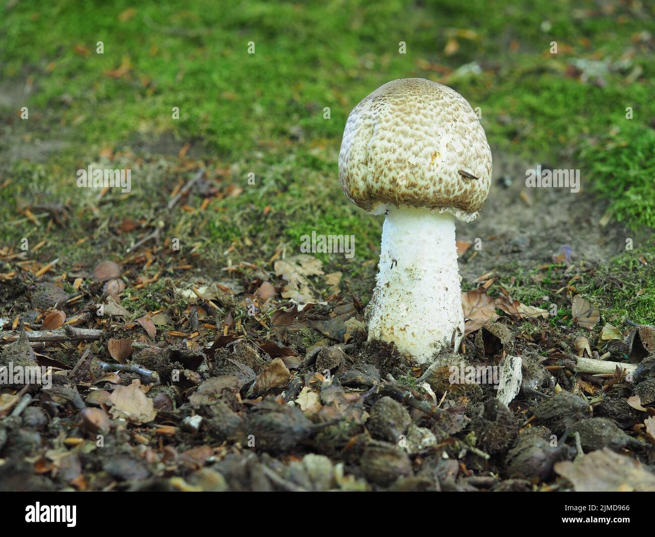 Prince mushroom, Agaricus augustus Stock Photo