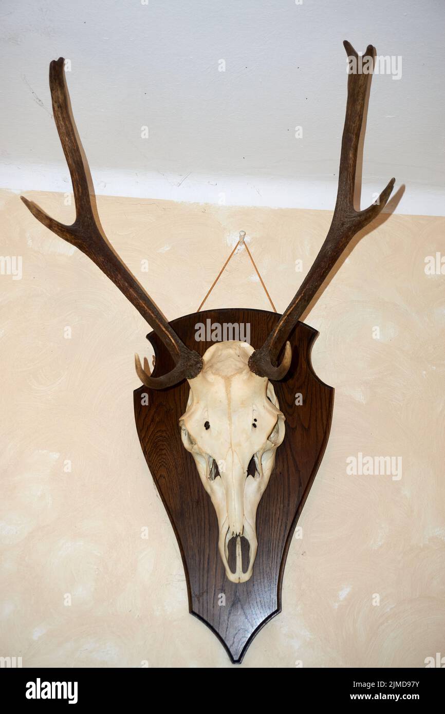 A Deer head isolated on white background Stock Photo - Alamy