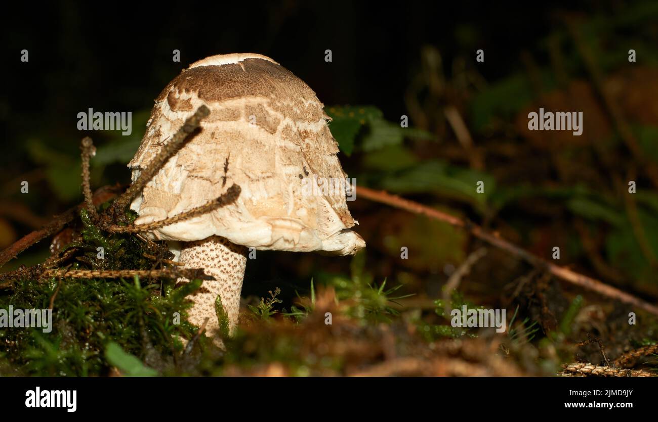 Lepiota the poisonous mushroom. Lepiota is a genus of gilled mushrooms in the family Agaricaceae Stock Photo