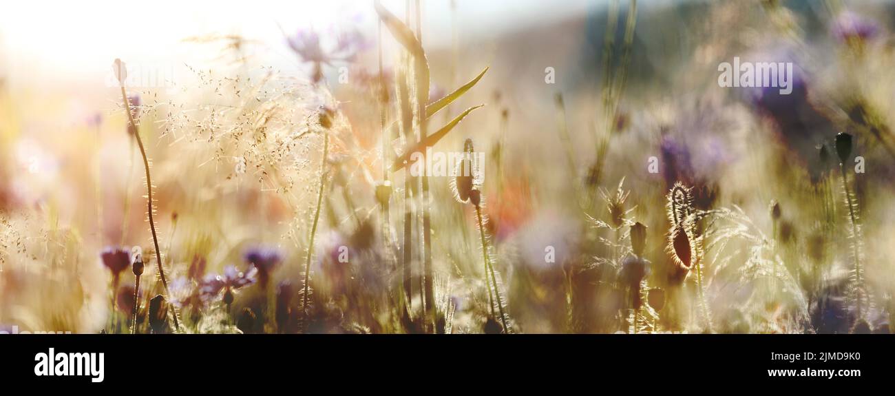 Wildblumenwiese, die Natur in großer Formenpracht. Sommer, Natur, Blumen, Wildblumen, Pastell, Gräser, Tau, Pflanzen. Stock Photo