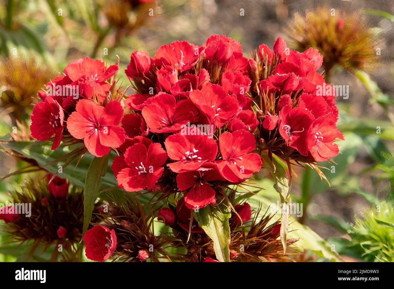 Dianthus barbatus, Red Sweet William Stock Photo