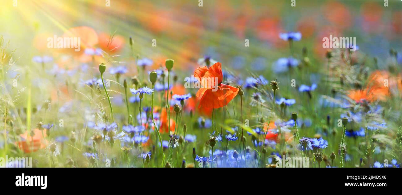 Mohn- und Kornblumen auf einer Sommerwiese in Panorama-Format. Natur, Schönheit, Sommer, Landschaft, Ökologie, Konzept. Stock Photo