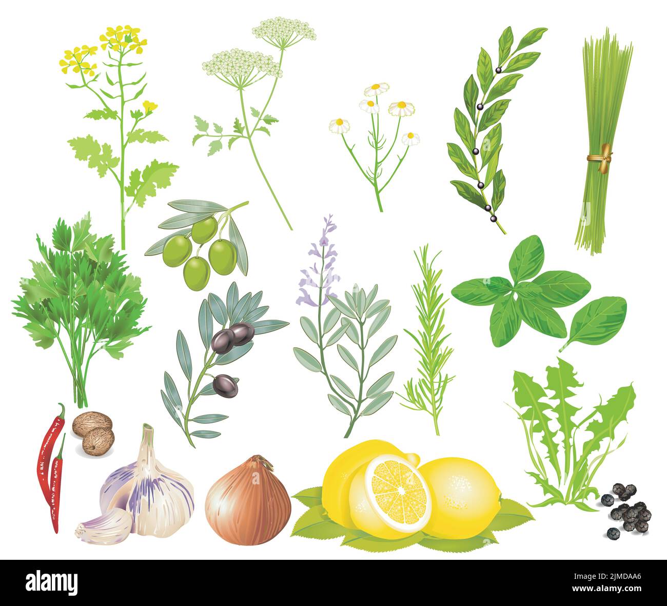 Herbs and spices isolated illustration Stock Vector