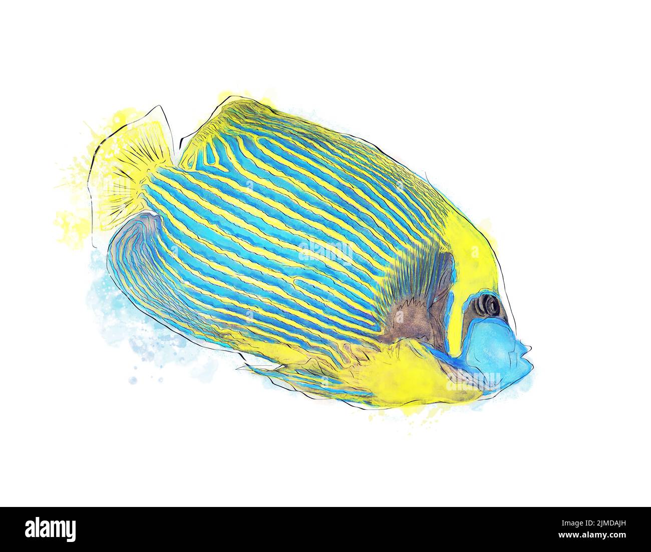 Emperor Angelfish Watercolor Image on White Background. Colorful tropical Fish. Stock Photo