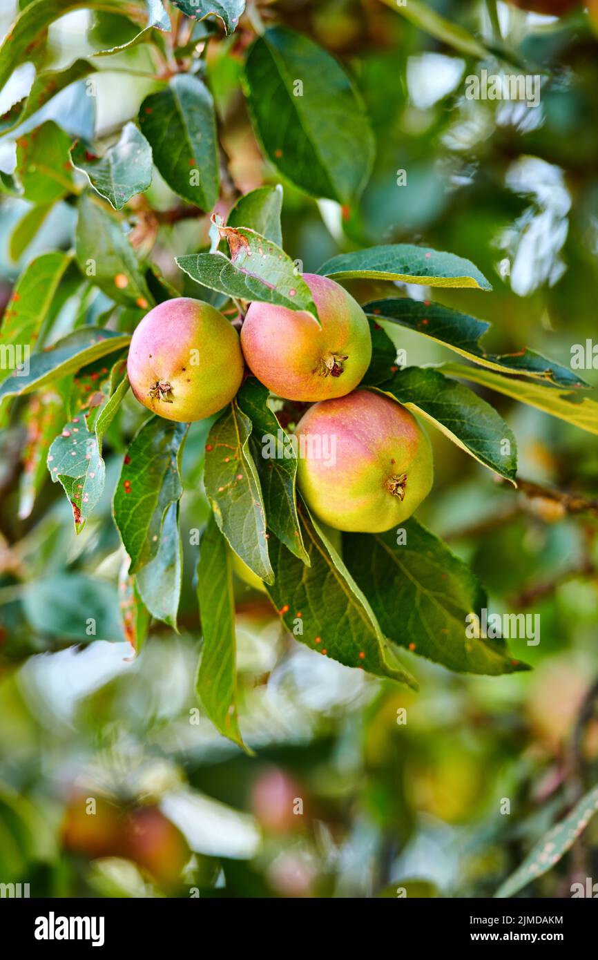 View of An apple per day keeps the doctor away. Apple-picking has never looked ...
