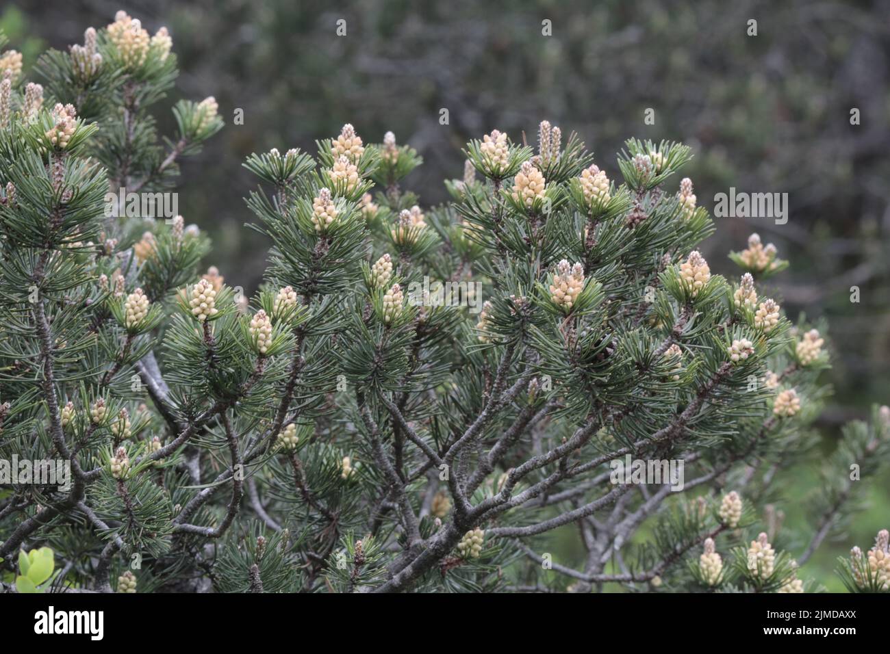 Scrub mountain pine Stock Photo Alamy