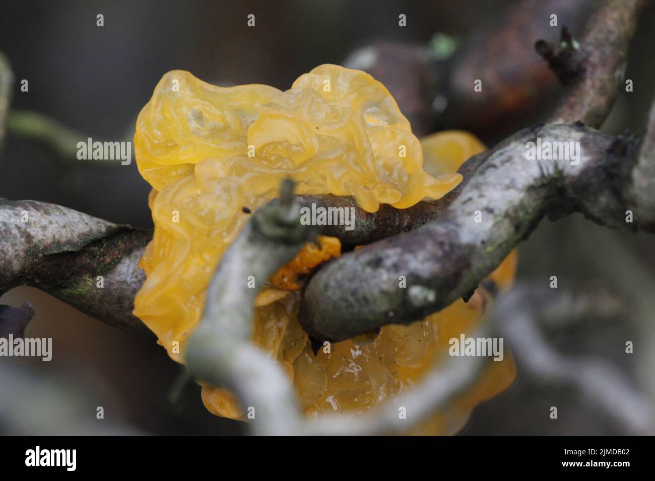 Yellow jelly fungus Stock Photo