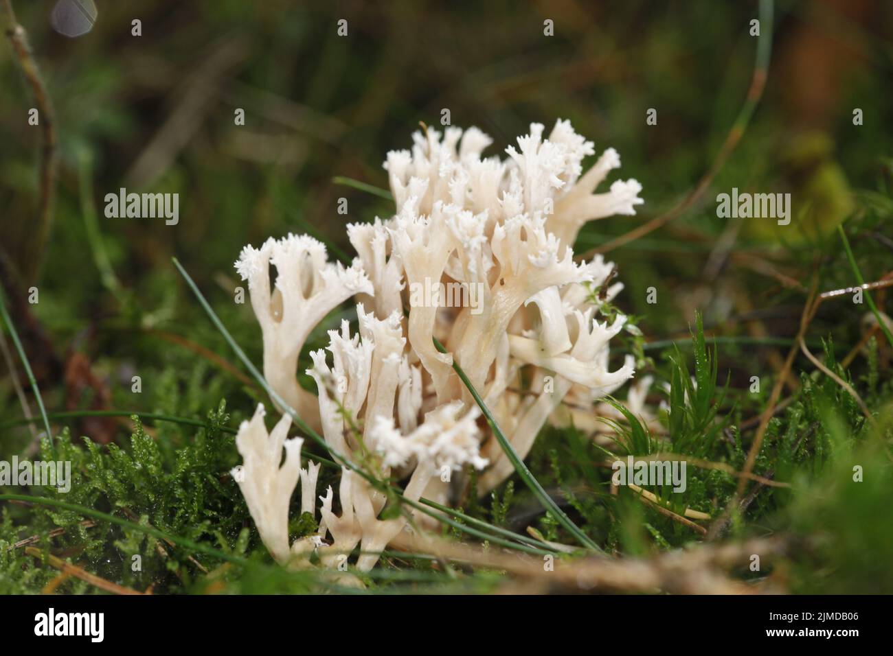 White coral fungus Stock Photo