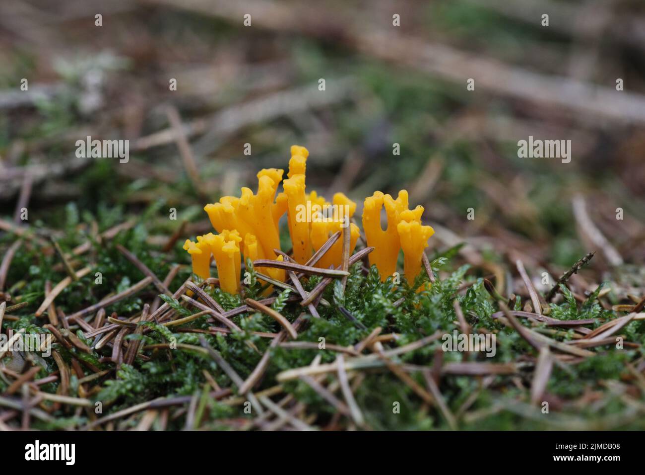 Yellow stagshorn Stock Photo