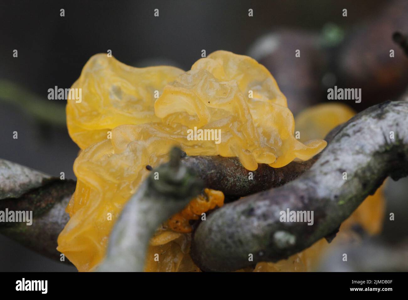 Golden Jelly fungus Stock Photo