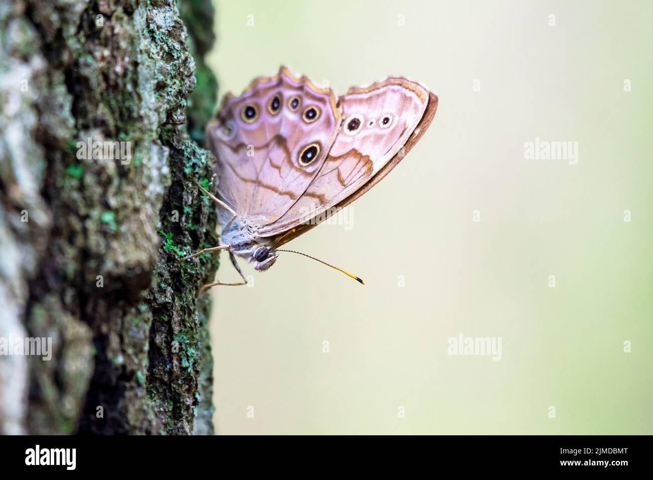 A northern pearly-eye butterfly lands on the trunk of a tree. Stock Photo