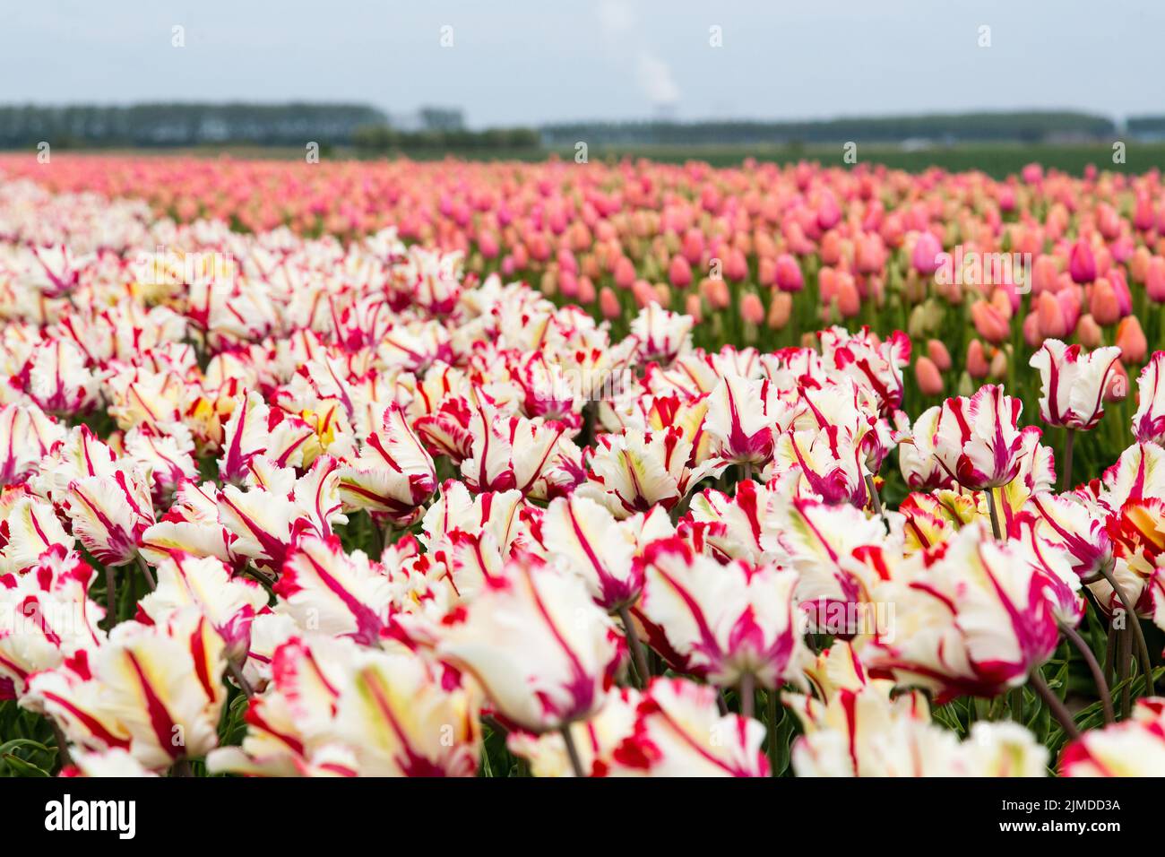 Field of tulips Stock Photo - Alamy