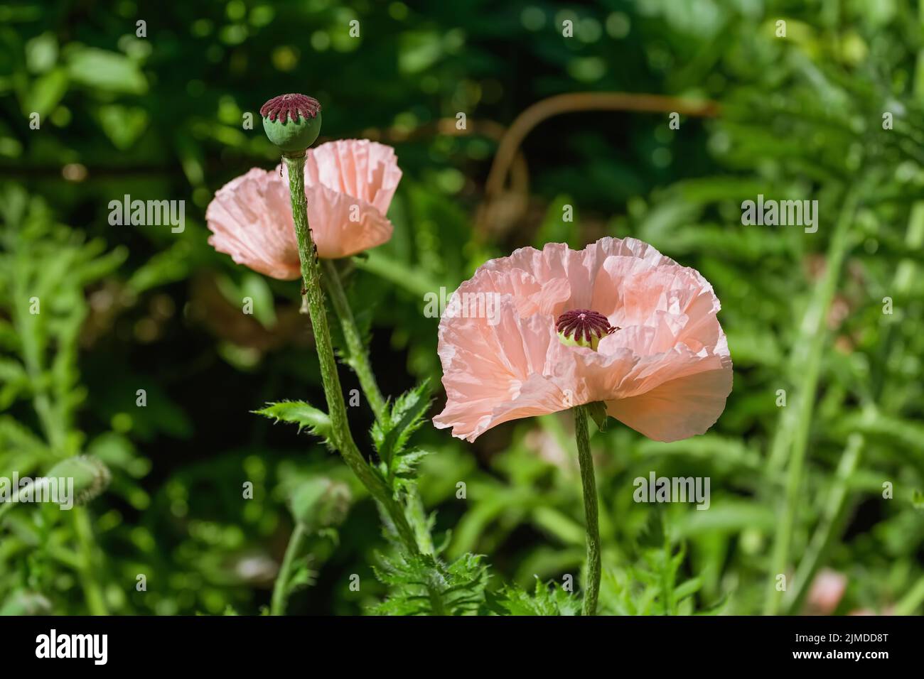 Blossom of poppy flower Stock Photo