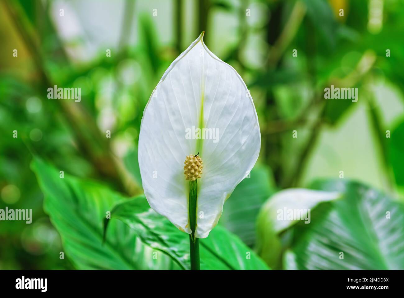 Spathiphyllum Flower Stock Photo
