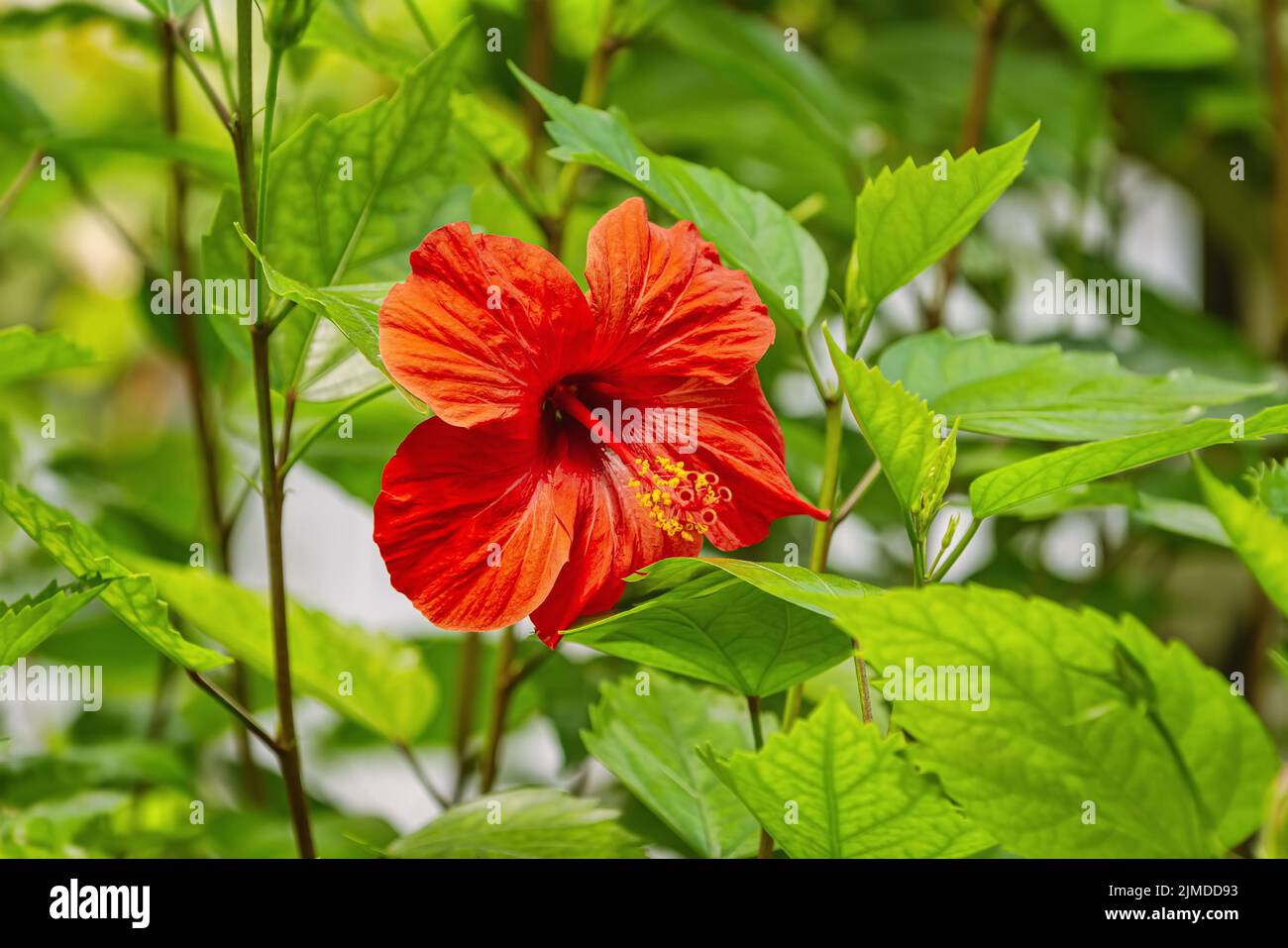 Hibiscus -  flowering plant in the mallow family Stock Photo