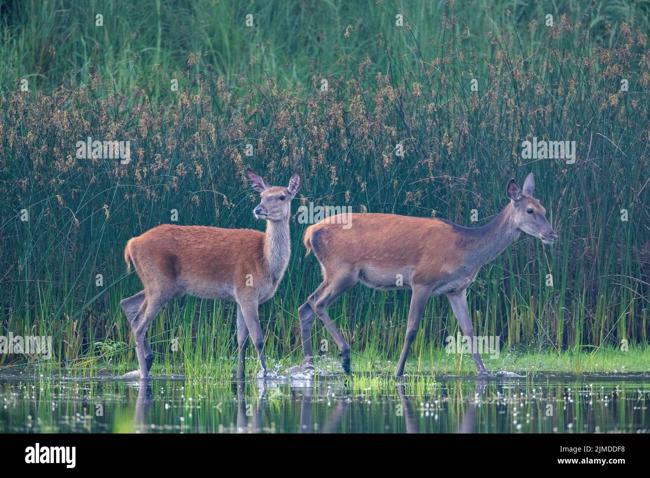 Red Deer hinds at a pond bank / Cervus elaphus Stock Photo