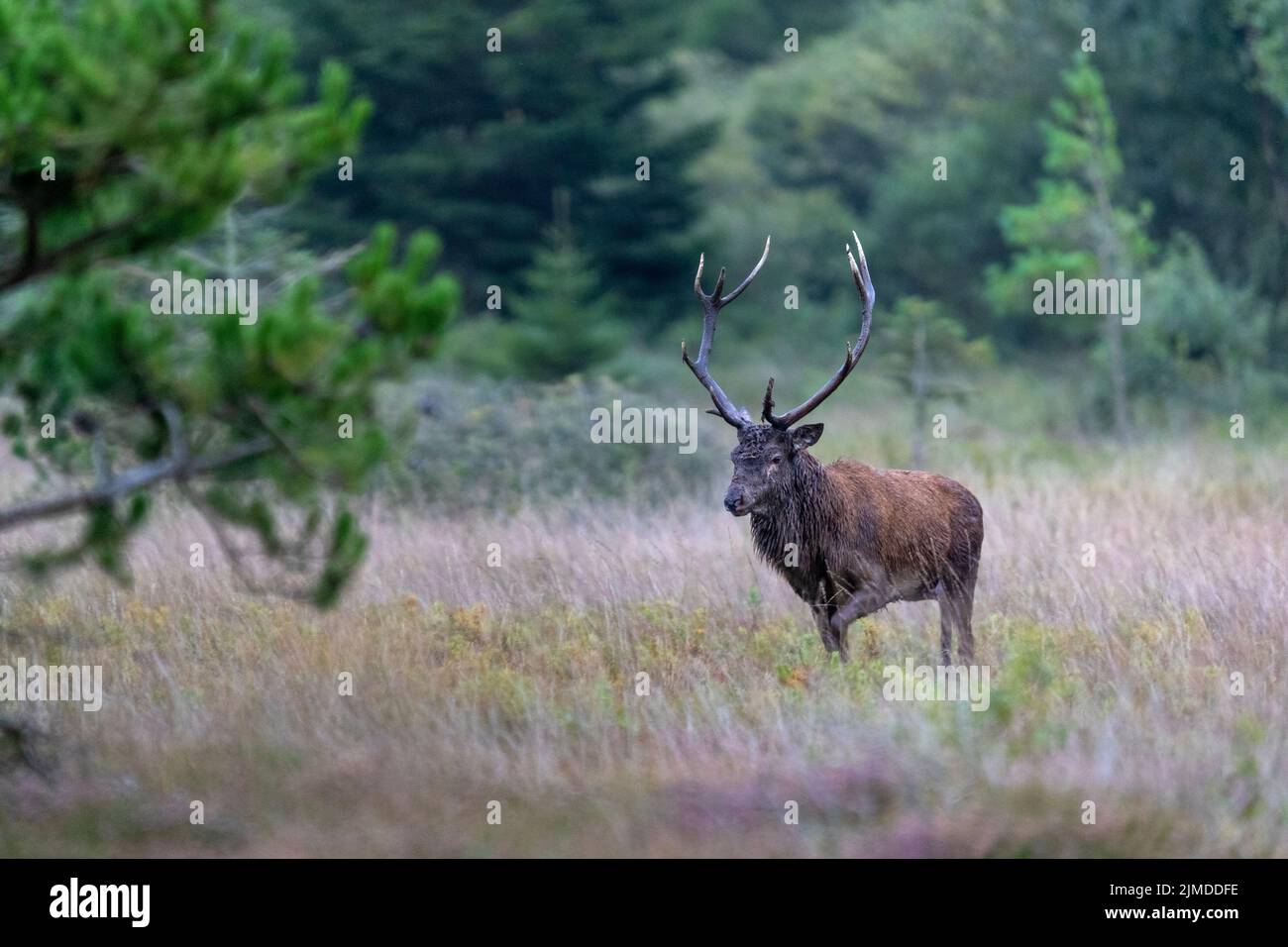Red deer stag shortly after visiting a wallow / Cervus elaphus Stock Photo