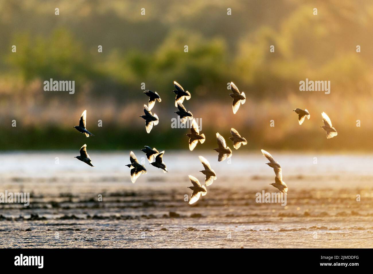 Starling flock of birds in backlight / Sturnus vulgaris Stock Photo