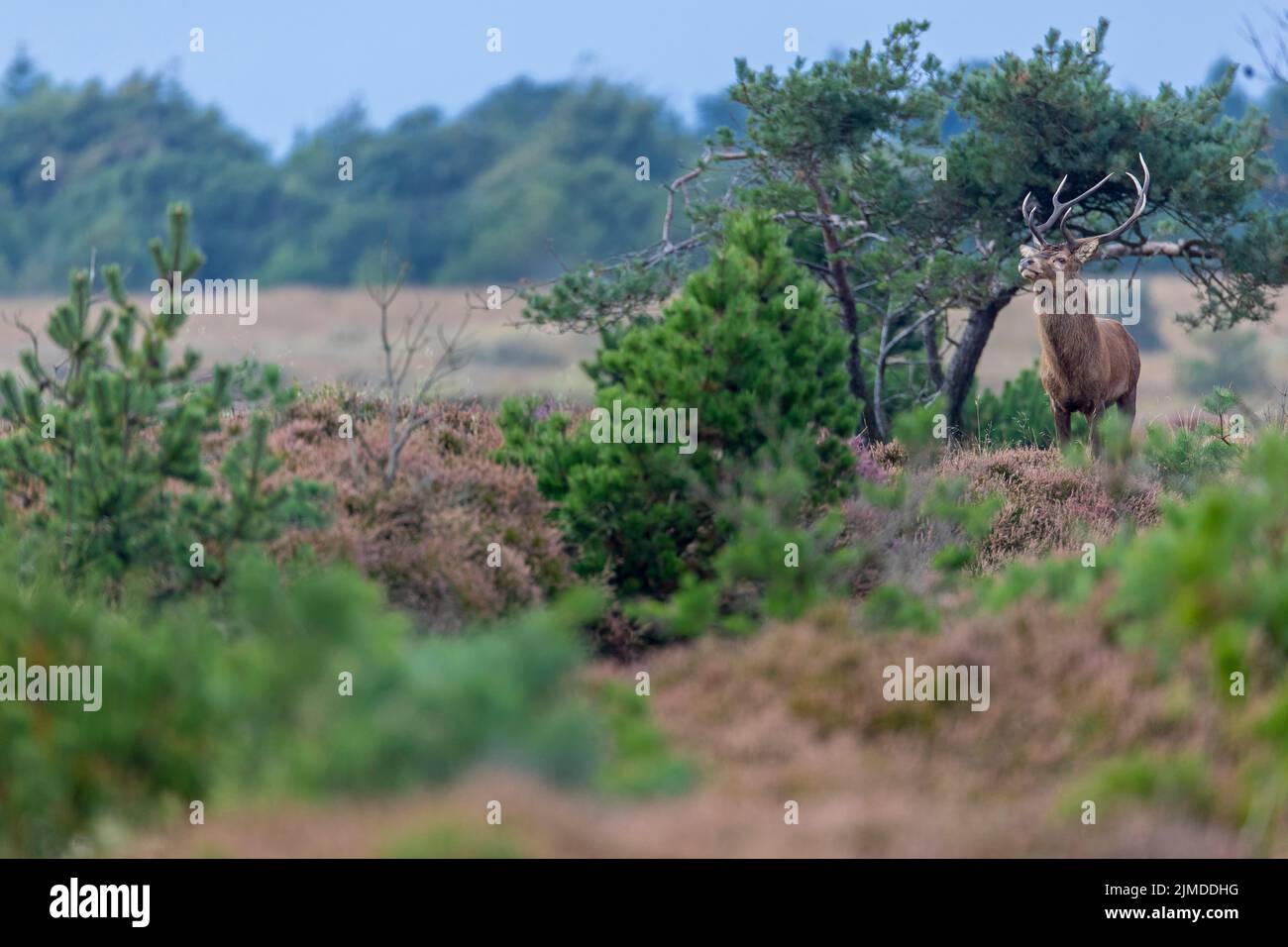A Red Deer stag in the rutting season in a heathland / Cervus elaphus Stock Photo